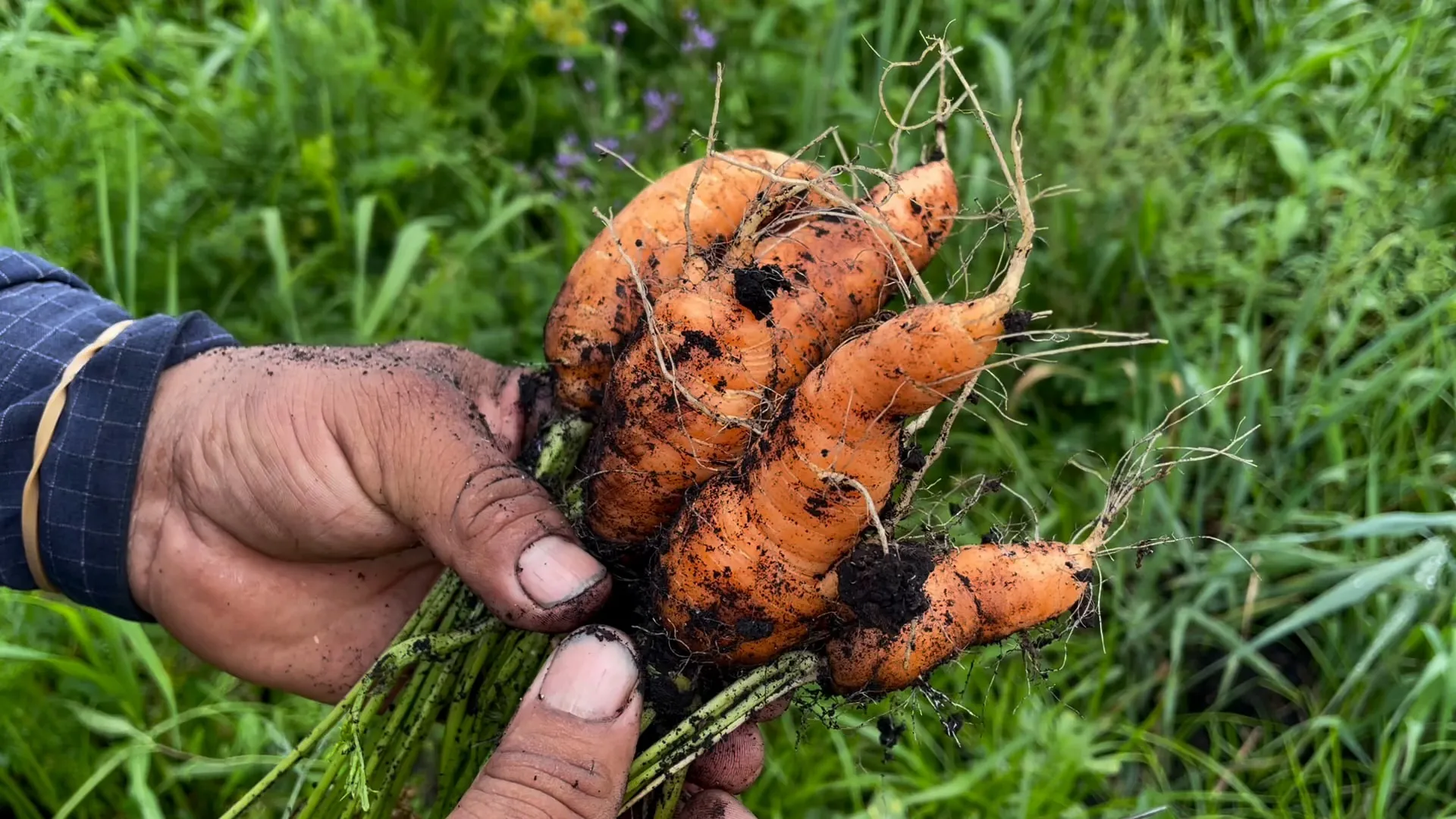 A hand holding a bunch of freshly pulled carrots, knobbled and still carrying soil.