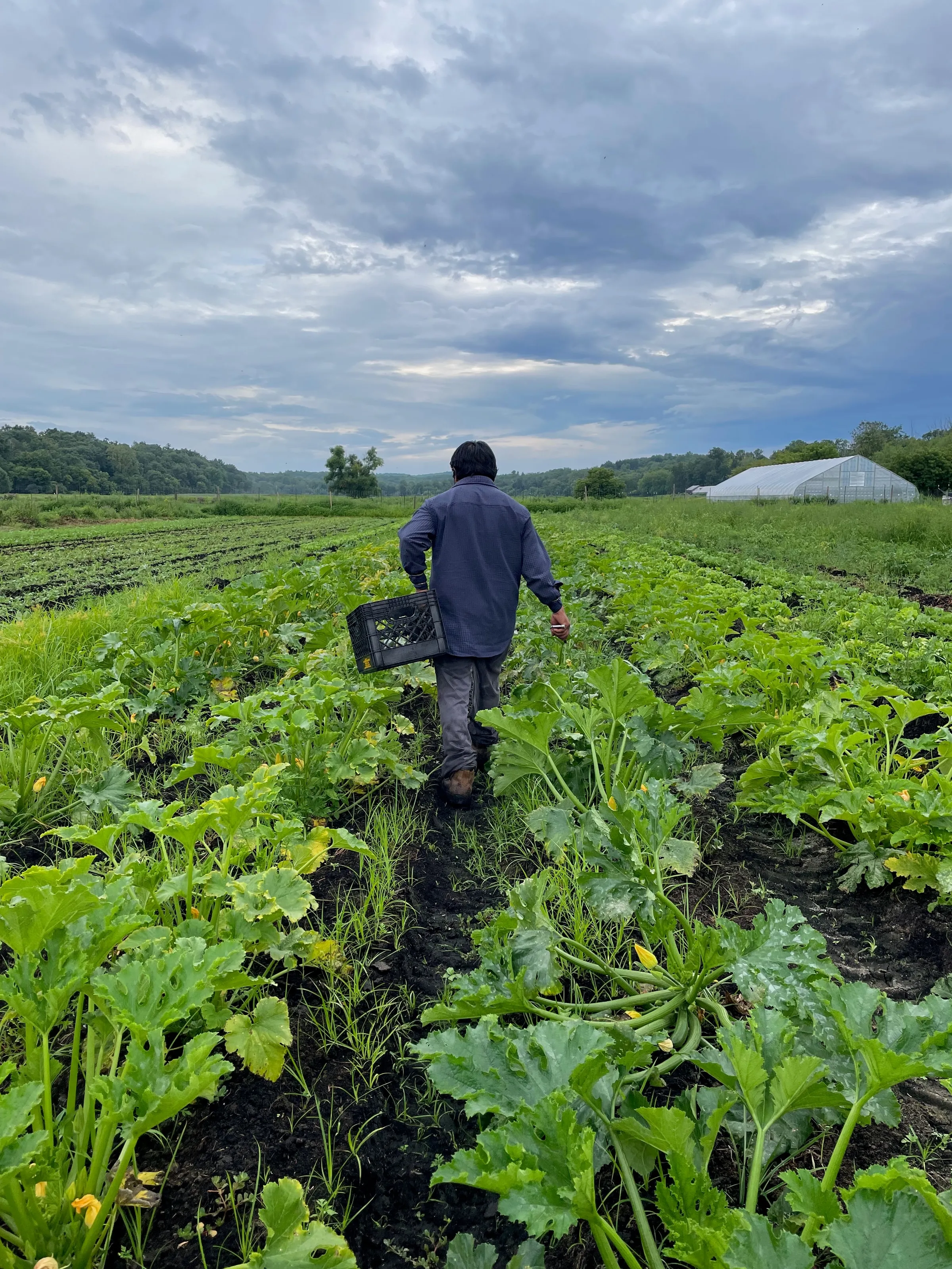 A person walking away down a row of squash plants at dawn, carrying a harvest crate, with a greenhouse in the distance under heavy cloud.